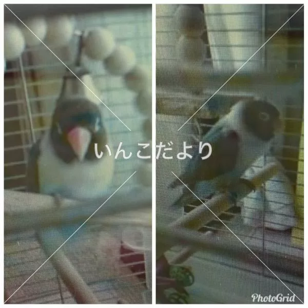 迷い鳥の写真