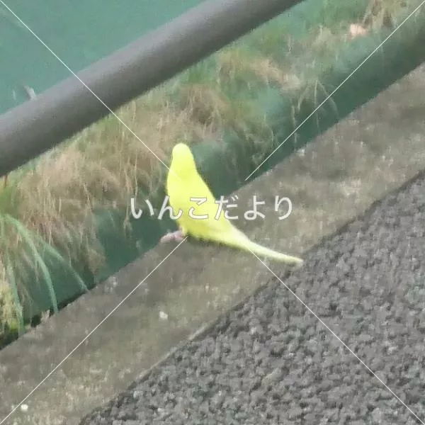 保護鳥の写真
