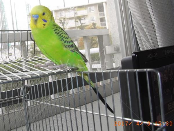 保護鳥の写真