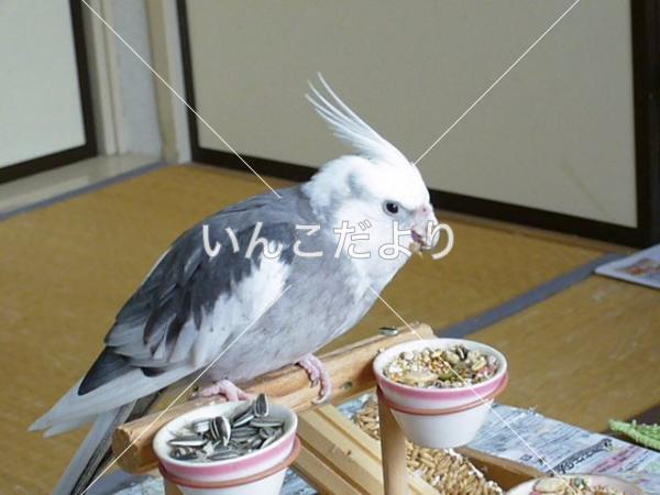 迷い鳥の写真