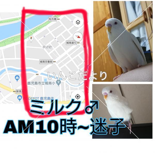 迷い鳥の写真