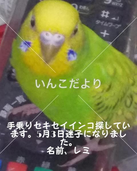 迷い鳥の写真