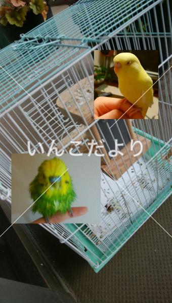 迷い鳥の写真
