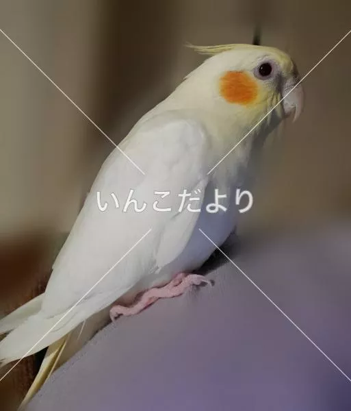 迷い鳥の写真