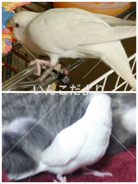 迷い鳥の写真