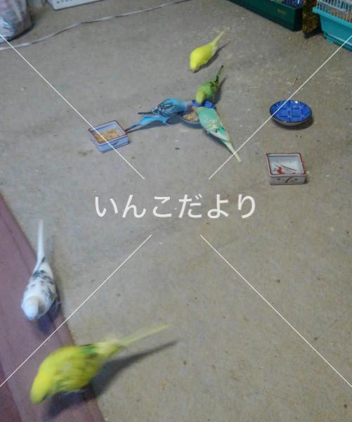 迷い鳥の写真