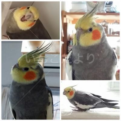 迷い鳥の写真