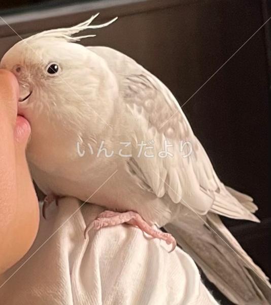 迷い鳥の写真