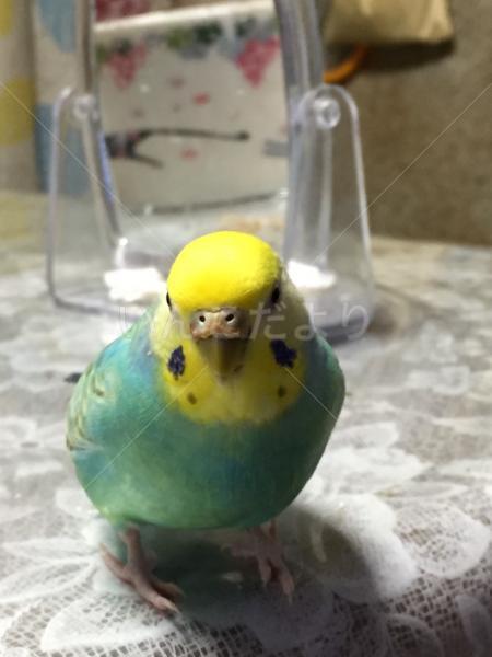 迷い鳥の写真