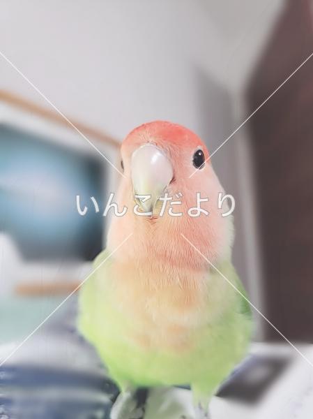 迷い鳥の写真