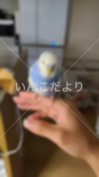 保護鳥の写真