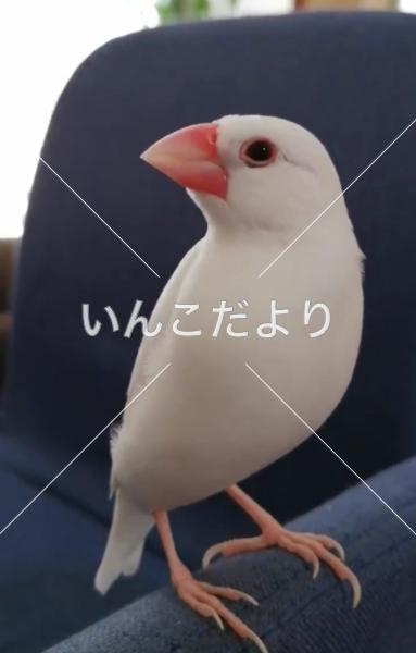 迷い鳥の写真