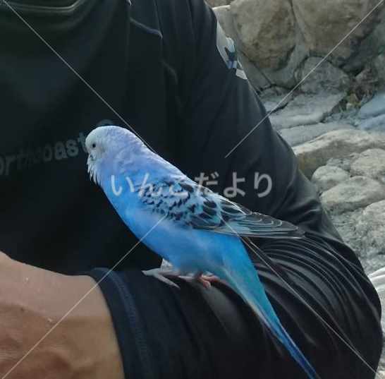 保護鳥の写真