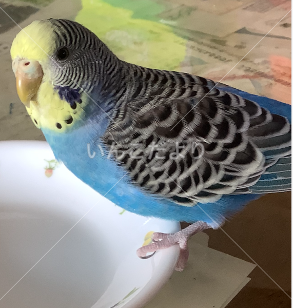 迷い鳥の写真