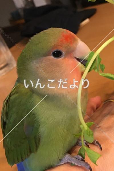 迷い鳥の写真