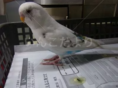 保護鳥の写真
