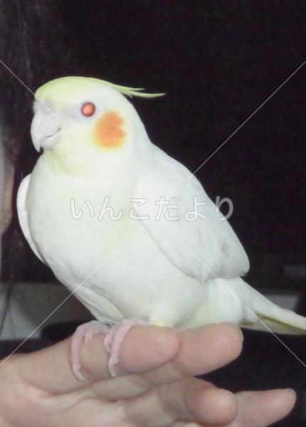 迷い鳥の写真