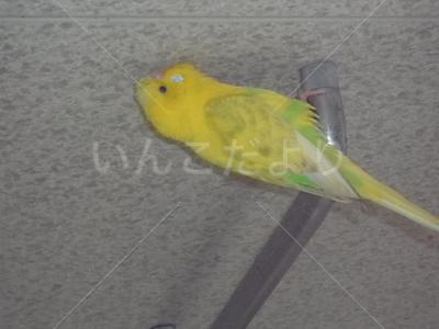 迷い鳥の写真