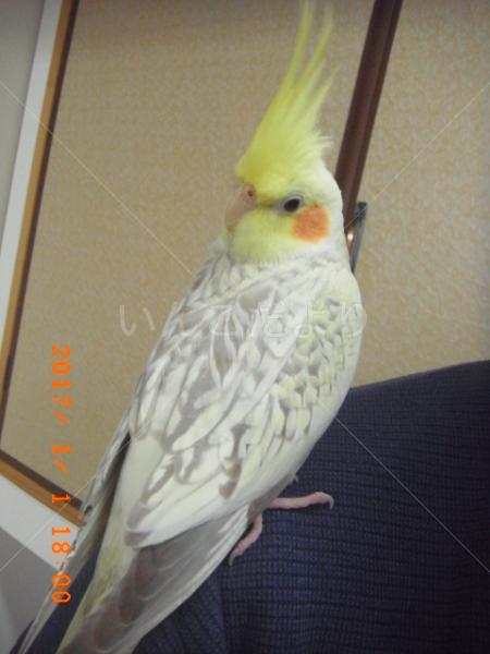 迷い鳥の写真