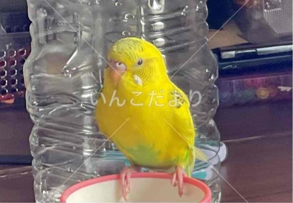 迷い鳥の写真