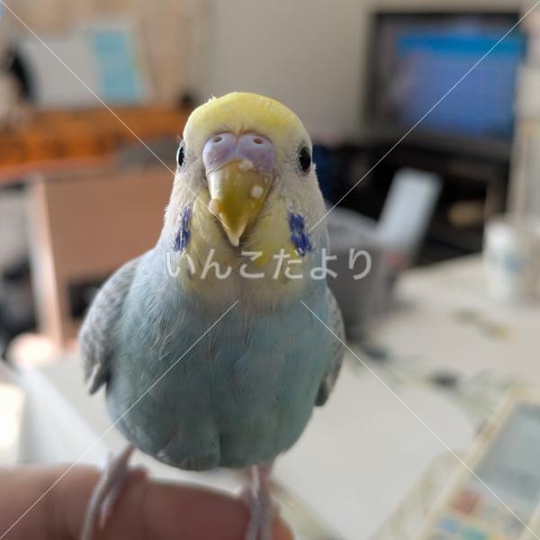 迷い鳥の写真