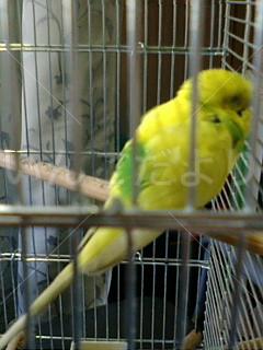 保護鳥の写真