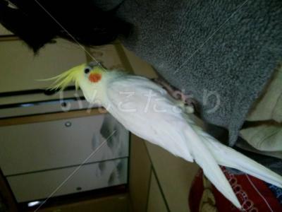 迷い鳥の写真