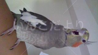 保護鳥の写真