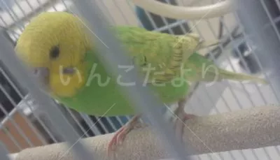 保護鳥の写真