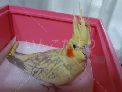 保護鳥の写真