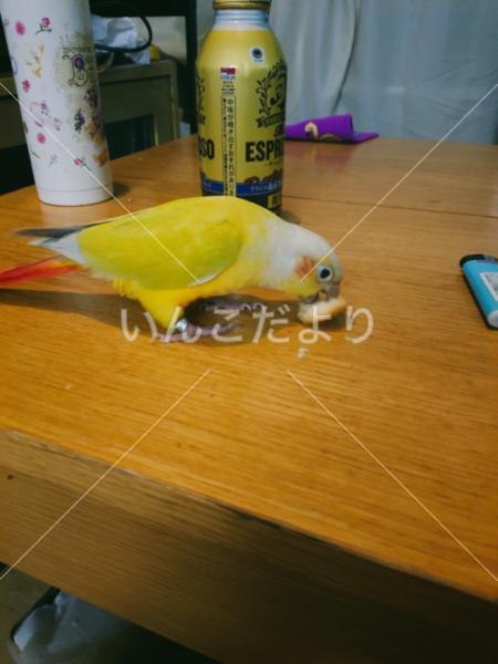 迷い鳥の写真
