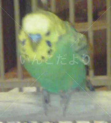 保護鳥の写真