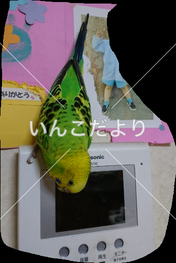 迷い鳥の写真