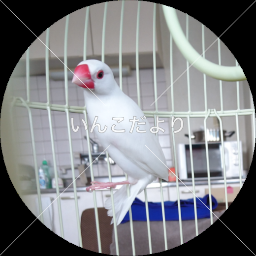保護鳥の写真