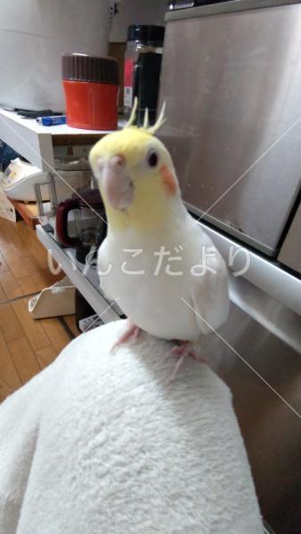 迷い鳥の写真