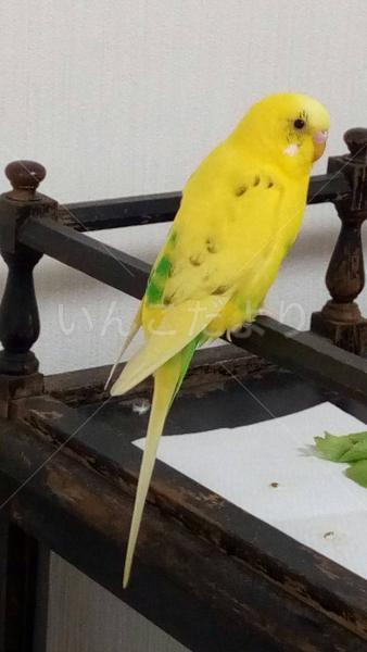 保護鳥の写真
