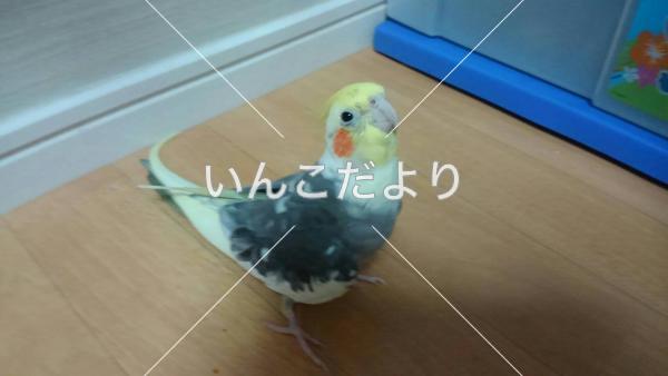 迷い鳥の写真