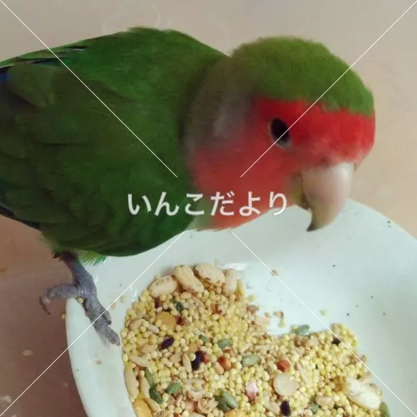 保護鳥の写真