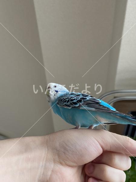 保護鳥の写真