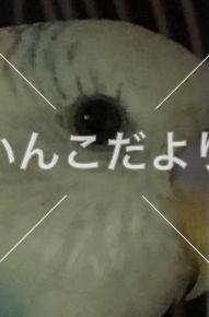 保護鳥の写真