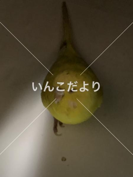 保護鳥の写真