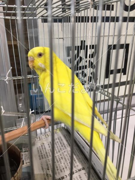 保護鳥の写真