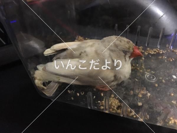 保護鳥の写真