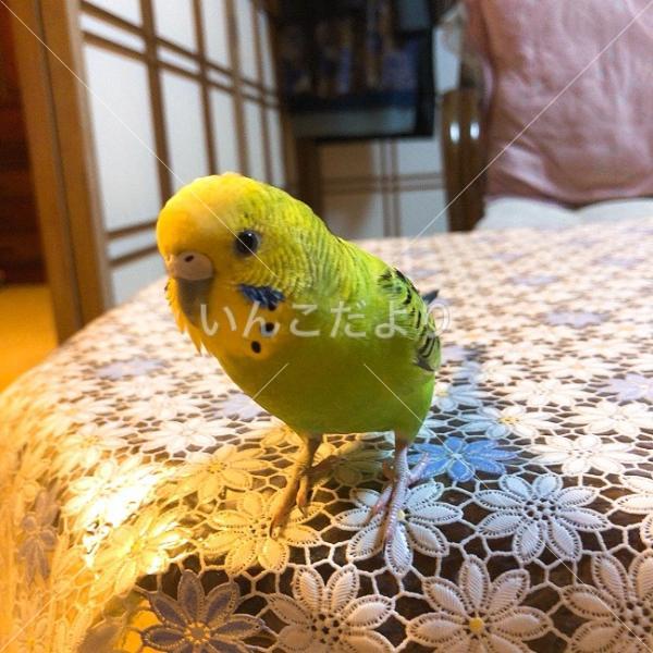 迷い鳥の写真