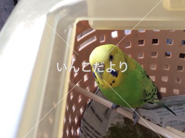 保護鳥の写真