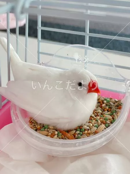 保護鳥の写真