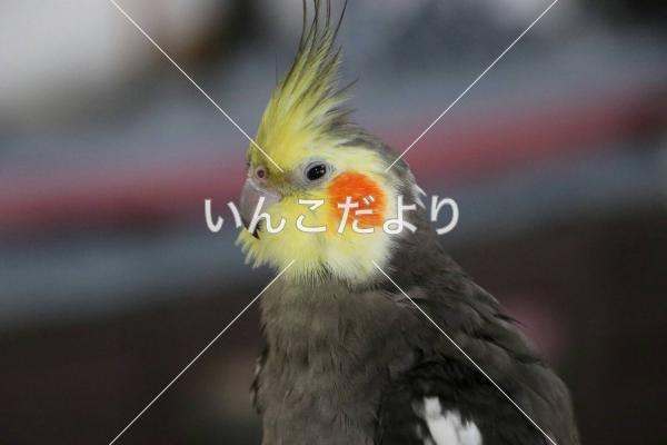 迷い鳥の写真