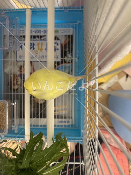 保護鳥の写真