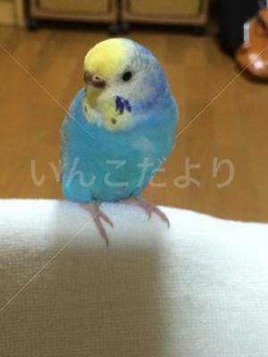 迷い鳥の写真