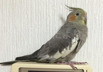 迷い鳥の写真